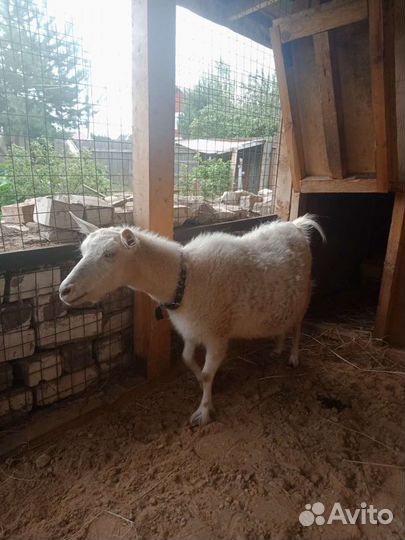 Козье молоко