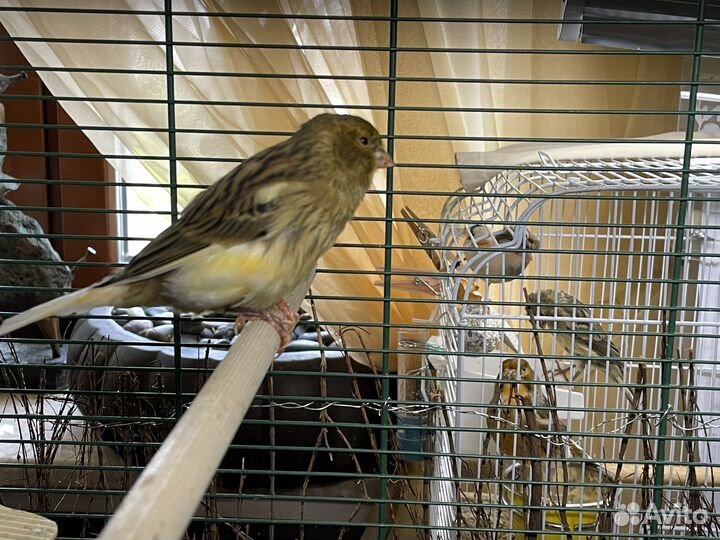 Кенара и канарейки
