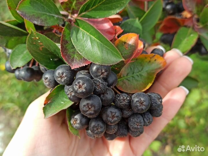 Черноплодная рябина