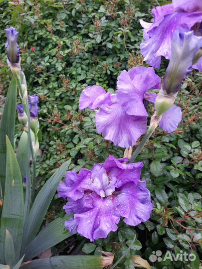 Ирисы бородатые