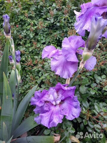 Ирисы бородатые