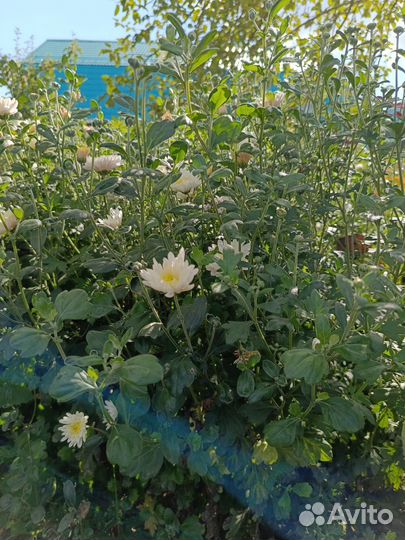 Дубочки цветы от 50руб