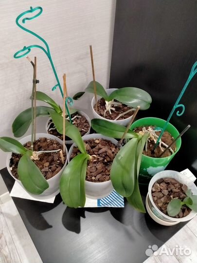 Орхидея фаленопсис