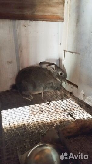 Кролики мясных пород великаны