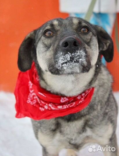 Собаки бесплатно