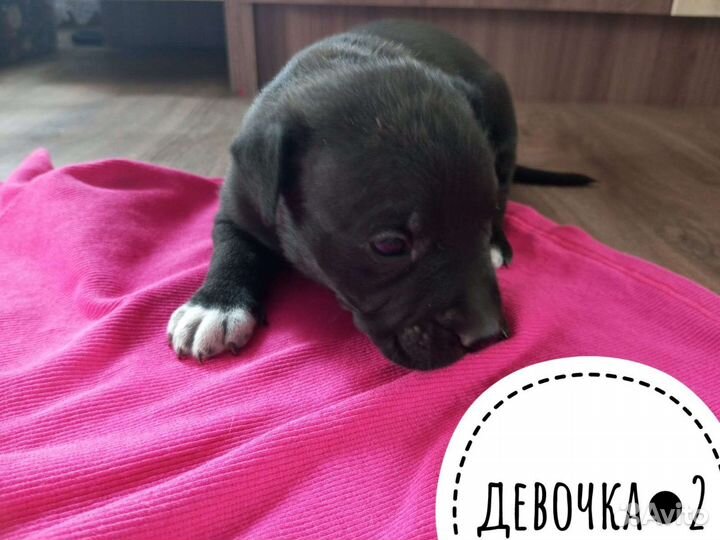 Щенки стаффорда