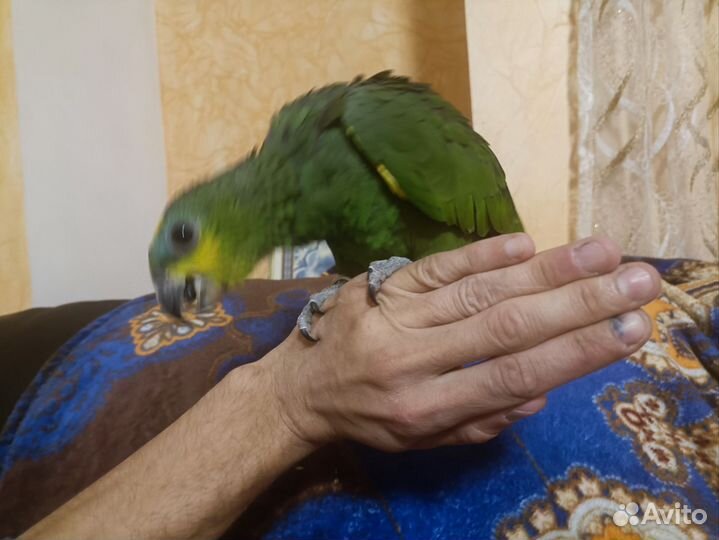 Птенец амазон