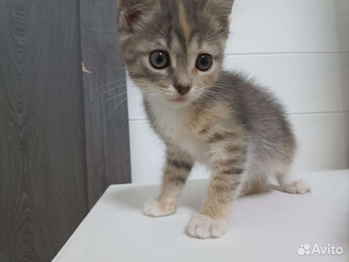 Котята в добрые руки бесплатно девочки