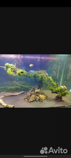 Аквариум