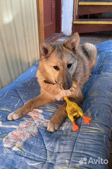 Красавица Юся ищет дом