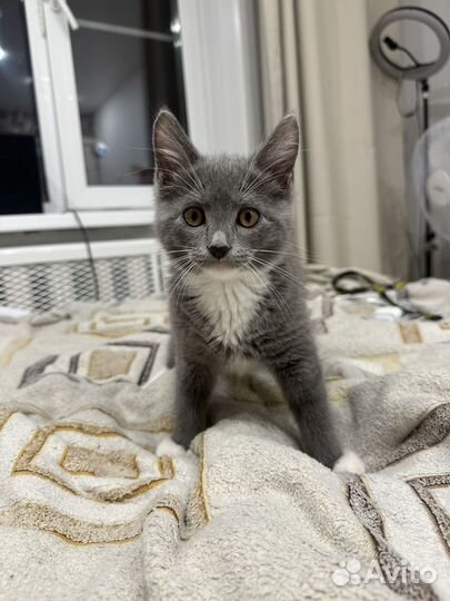 Котята в добрые руки 1 месяц