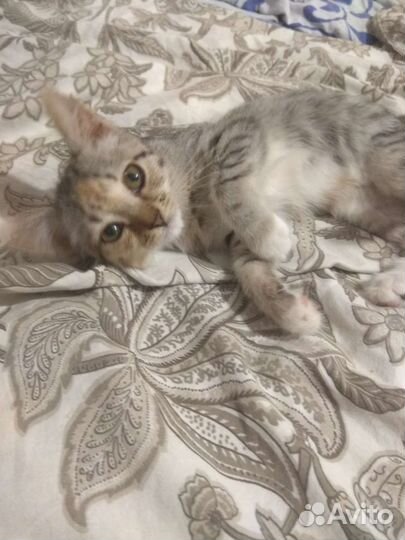 Кошка в дар бесплатно
