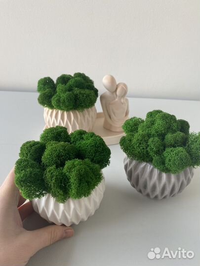 Кашпо со стабилизированным мхом