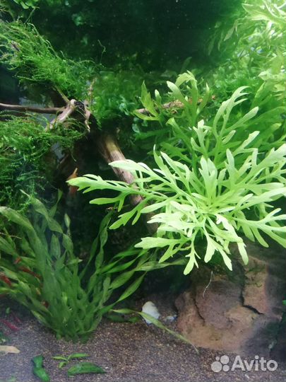 Аквариумные растения