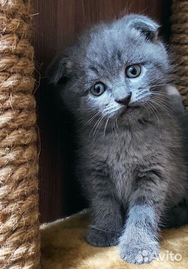 Шотландские вислоухие котята