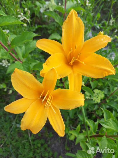 Лилейники сортовые