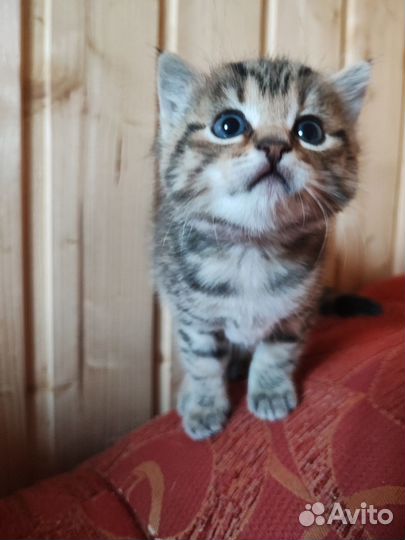 Котенок девочка в дар