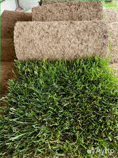 Рулонный газон