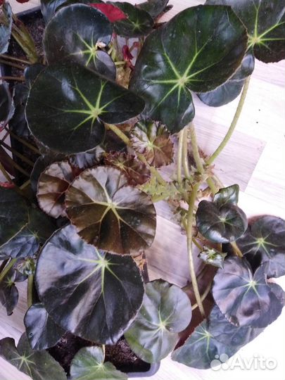 Бегония круглолистная