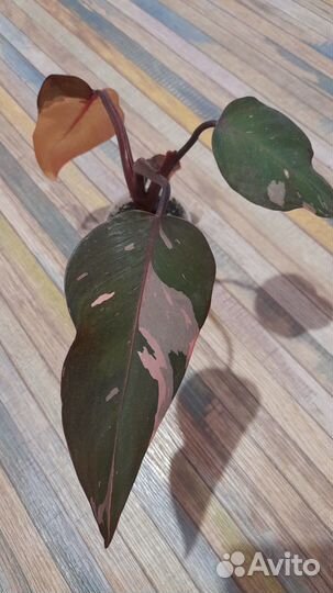 Филодендрон
