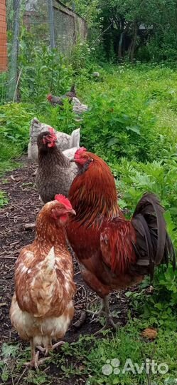 Домашние куриные яйца