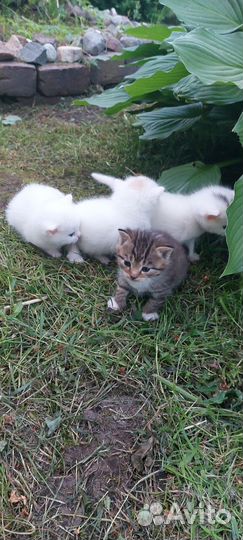 Отдам котят в добрые руки