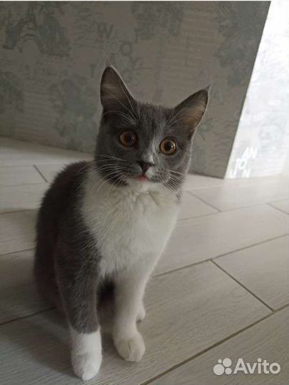 Потерялась кошка нашедшего просьба позвонить