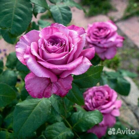 Сиреневые розы саженцы