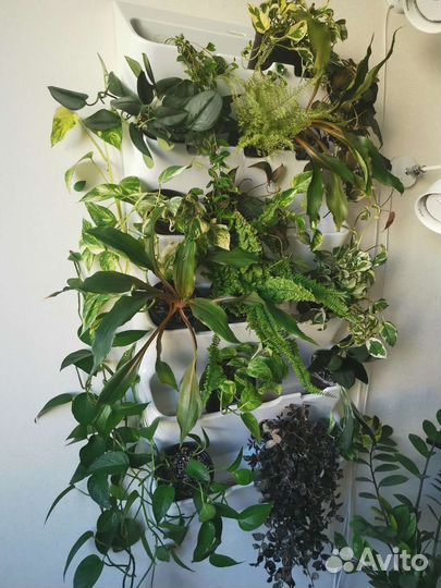 Черенки ампельных растений