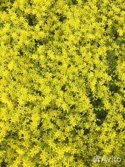 Очитки (седумы) и каменная роза (молодило)