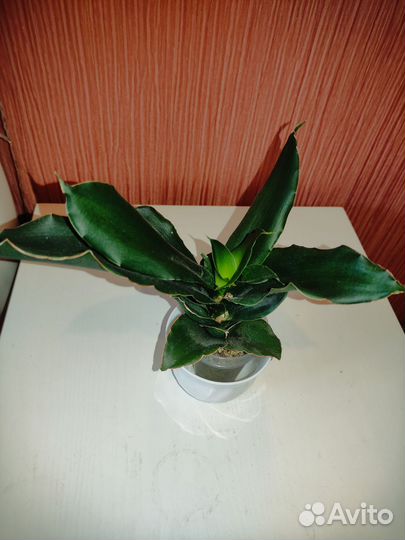 Сансеверии сортовые