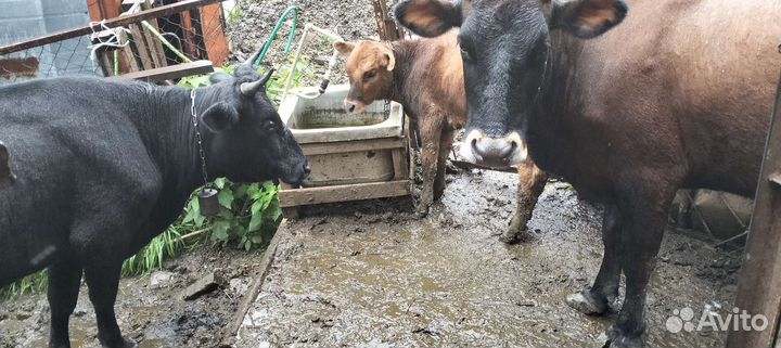 Корова дойная с теленком