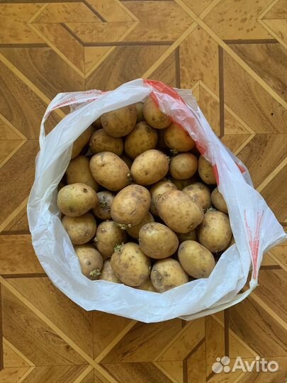 Картофель семенной 