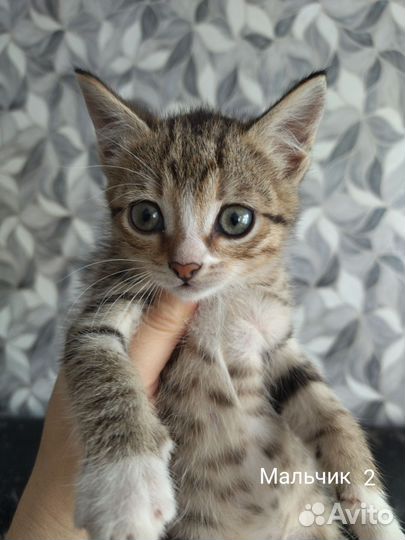 Отдам в добрые руки котят