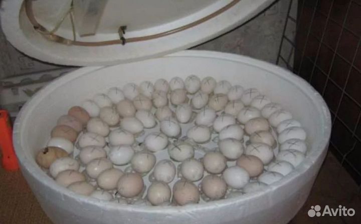 Инкубатор круглый