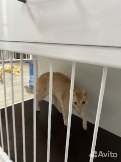 Вольер для собак в квартиру