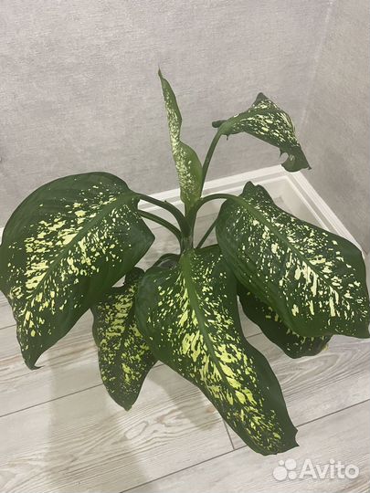 Диффенбахия