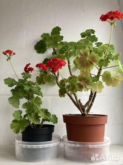 Пеларгония герань сортовая