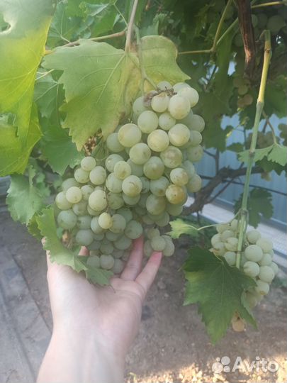 Виноград столовый