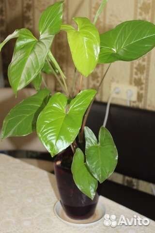 Много растений