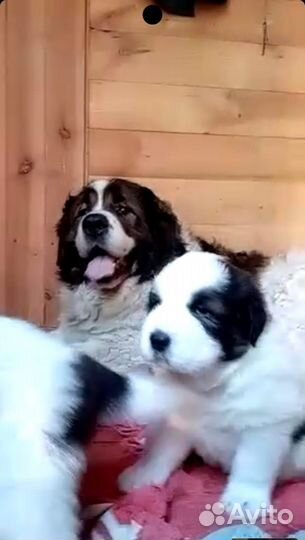 Московская сторожевая