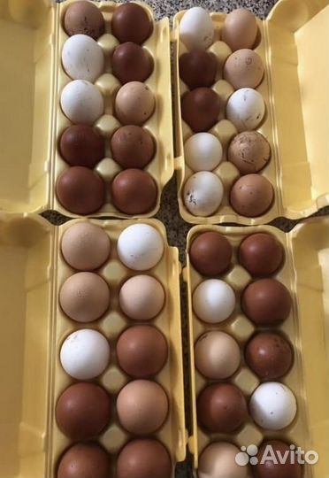 Яйцо куриное и перепелиное. Домашнее