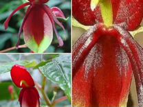 Бальзамины Орхидейные экзотические и махровые