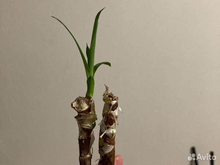 Пальма ростки драцена