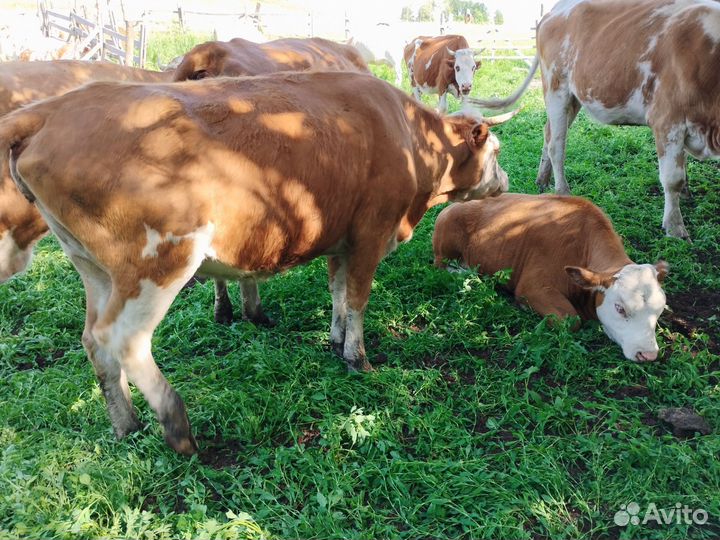 Корова, телки, бык племенной, телята