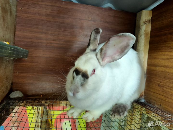Кролики мясных пород