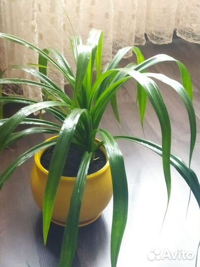 Растения в офис