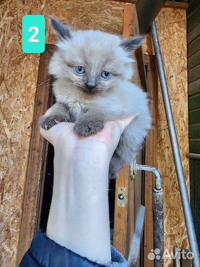 Котята в добрые руки