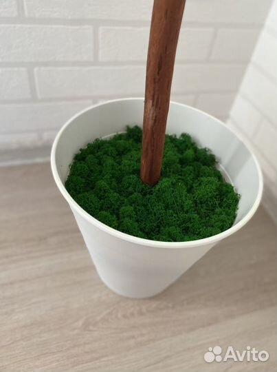 Дерево манго искусственное