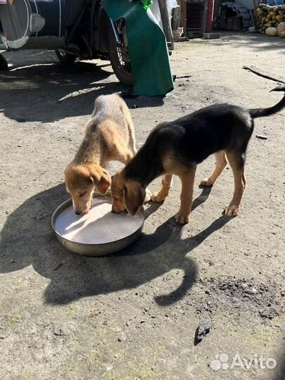 Щенки русской гончей